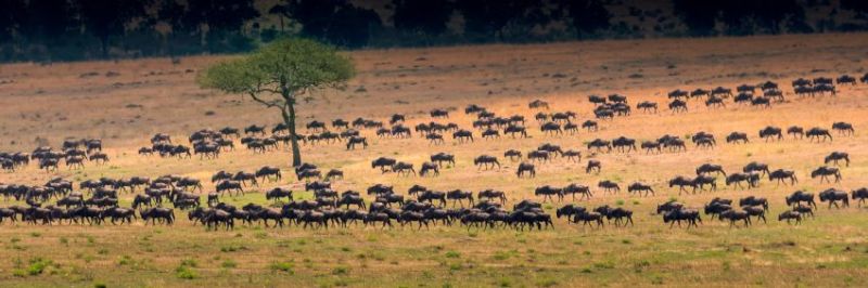 Présentation du Parc National du Serengeti en Tanzanie