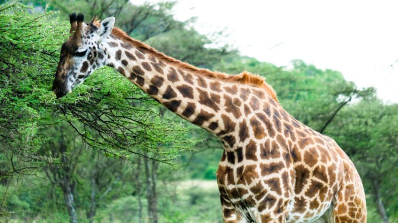 Quels animaux voir au Lac Manyara ?