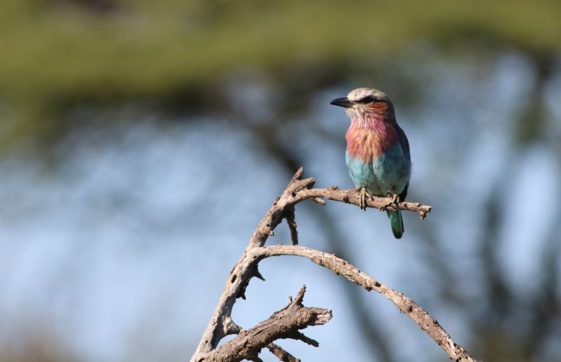 Le parc Tarangire, un véritable paradis pour les amateurs d’oiseaux