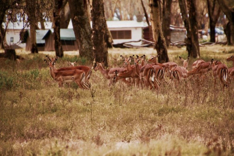 Où dormir au Lac Naivasha au Kenya ?