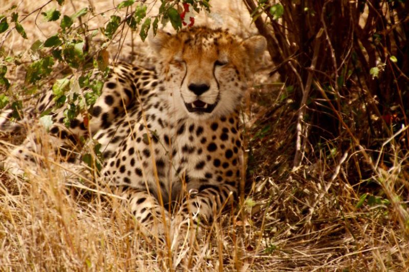 Où dormir au Lac Nakuru au Kenya?