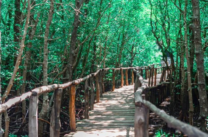 La forêt de Jozani, un écosystème précieux