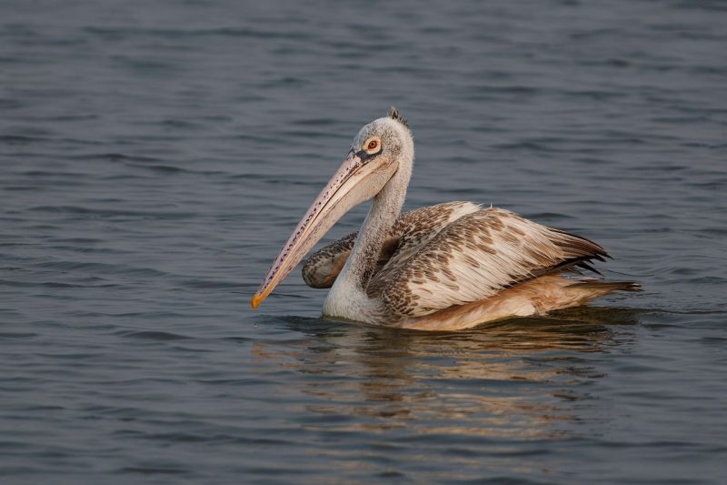 Un paradis ornithologique, mais pas que ! 
