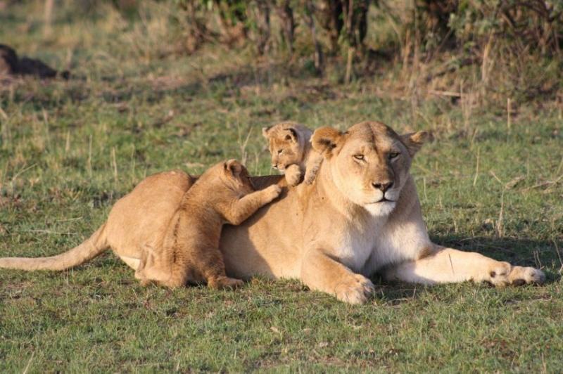 Maasai Mara