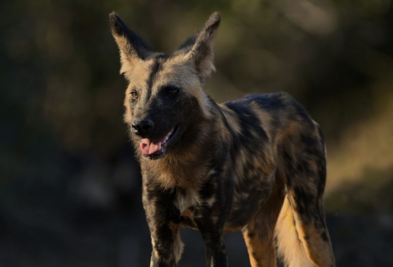 Quoi voir à Mkomazi ?