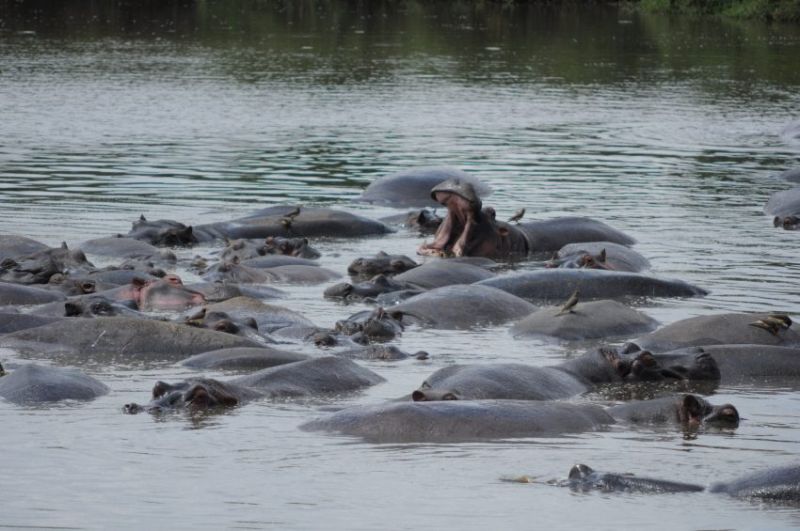 Quels animaux peut on observer au Maasai Mara ?