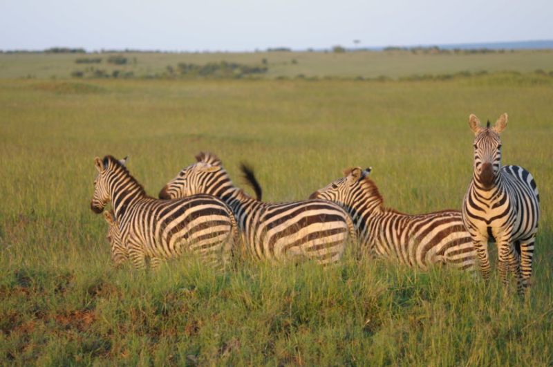 Quand faire un safari au Parc du Maasai Mara ?