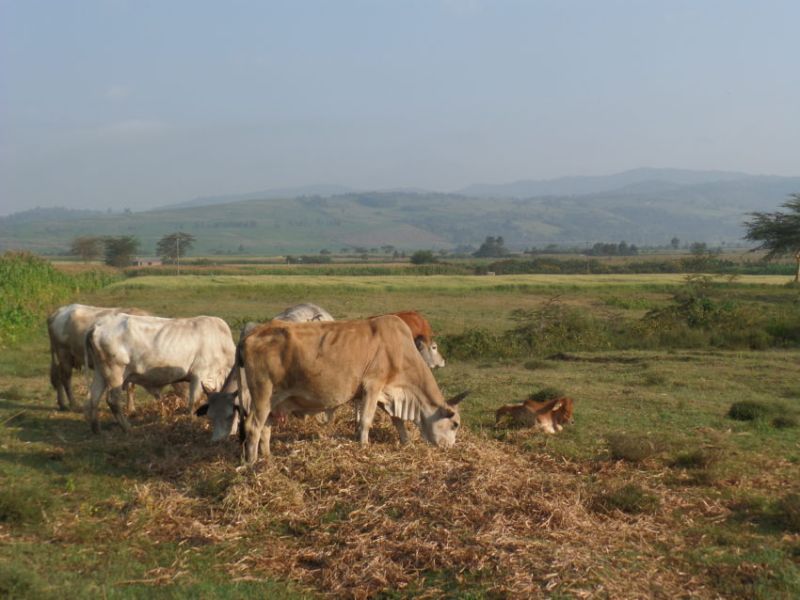 Immersion culturelle chez l'habitant au Lac Naivasha