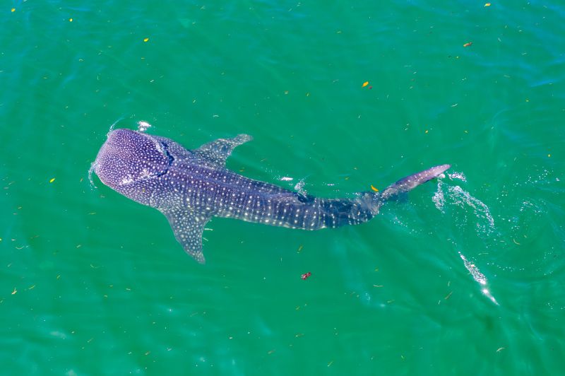 Observer le plus gros poisson du monde à Mafia Island