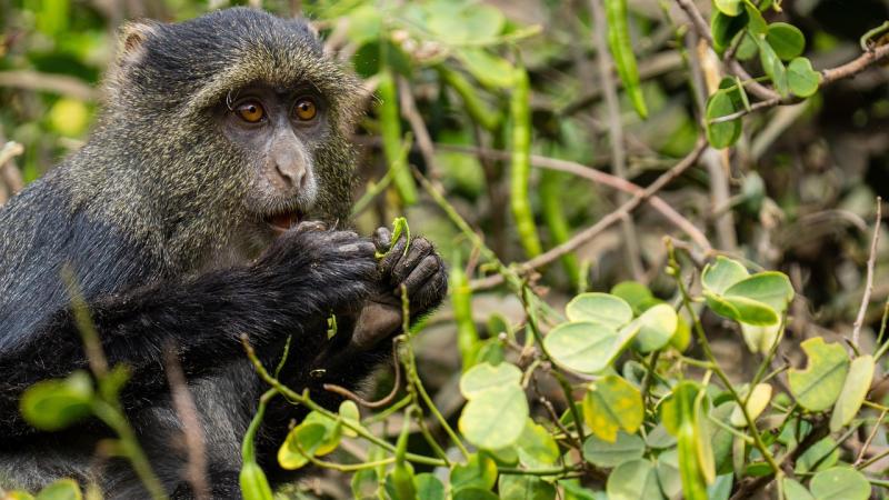 Parc national des monts Udzungwa