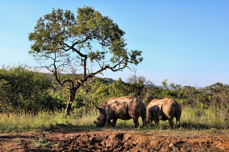 Histoire du Ziwa Rhino Sanctuary