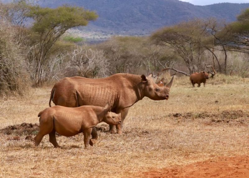Observer le rhinocéros dans un sanctuaire protégé