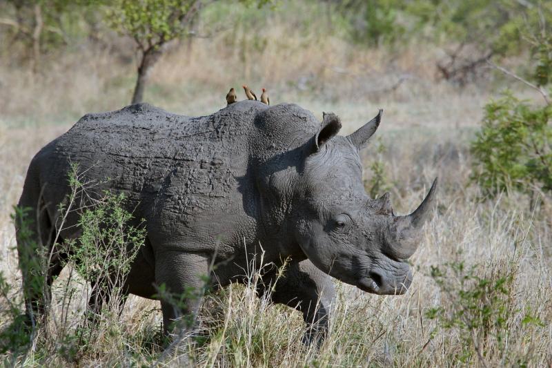 Ziwa Rhino Sanctuary