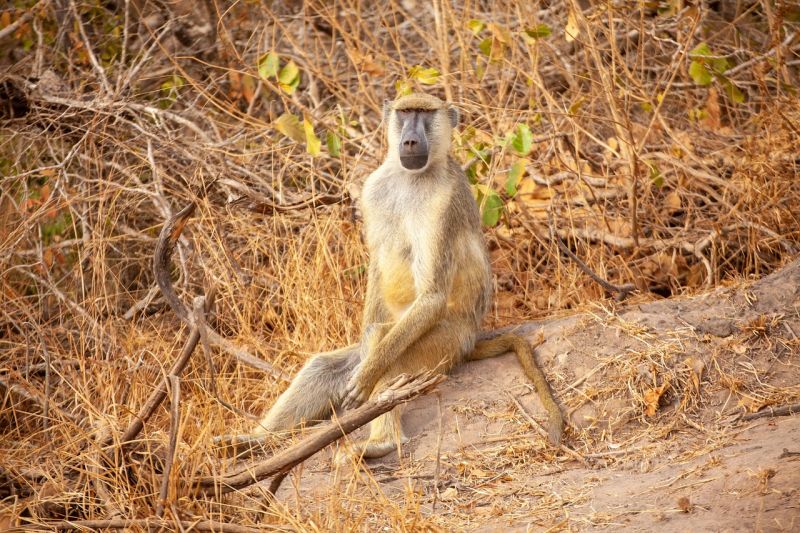 Quels animaux peut-on observer à Udzungwa ? 