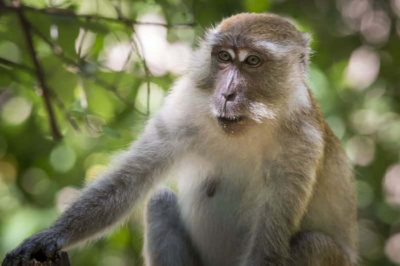 Quels sont les autres animaux qu’il est possible d’observer ? 