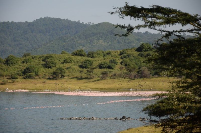 Safari au Parc National d'Arusha