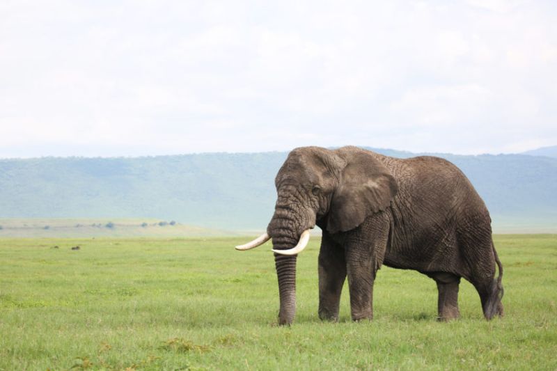 Que faire dans le Ngorongoro?