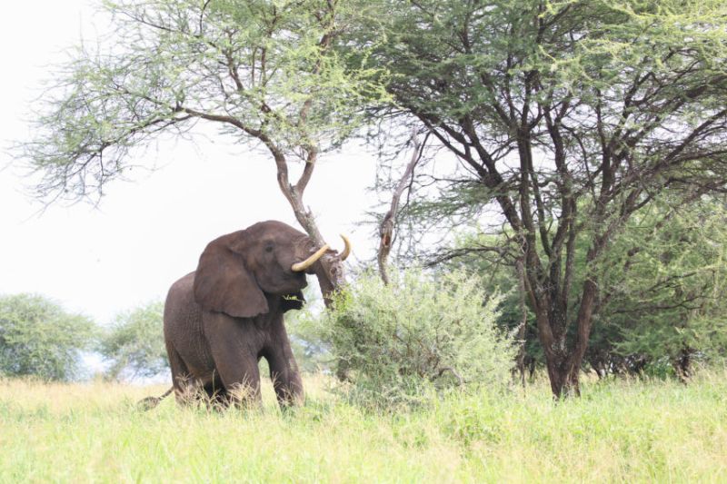 Les activités autour du Lac Manyara