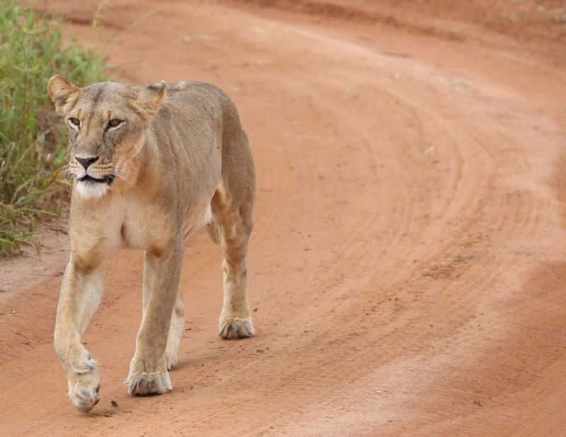 Faire un safari dans le parc national du Serengeti et dans le cratère du Ngorongoro