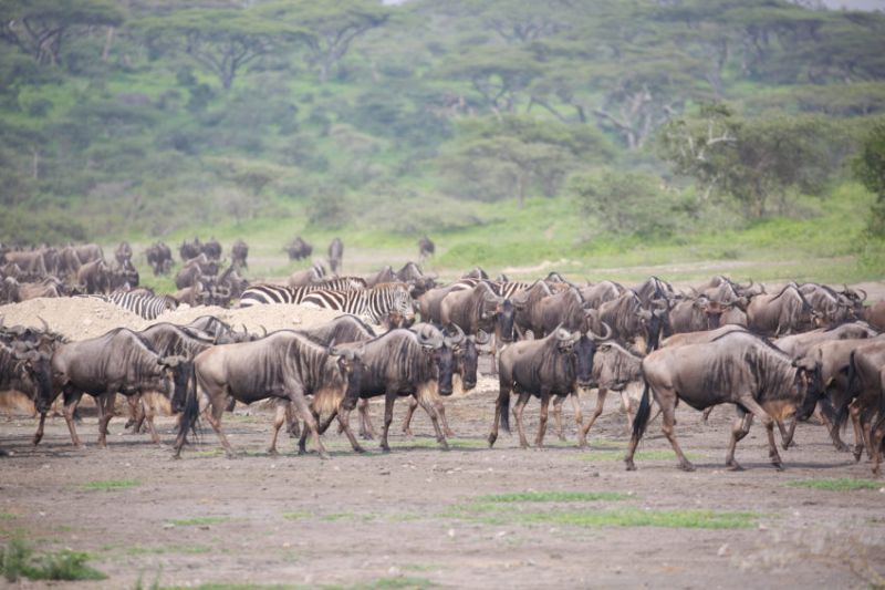 La Grande Migration annuelle au Serengeti