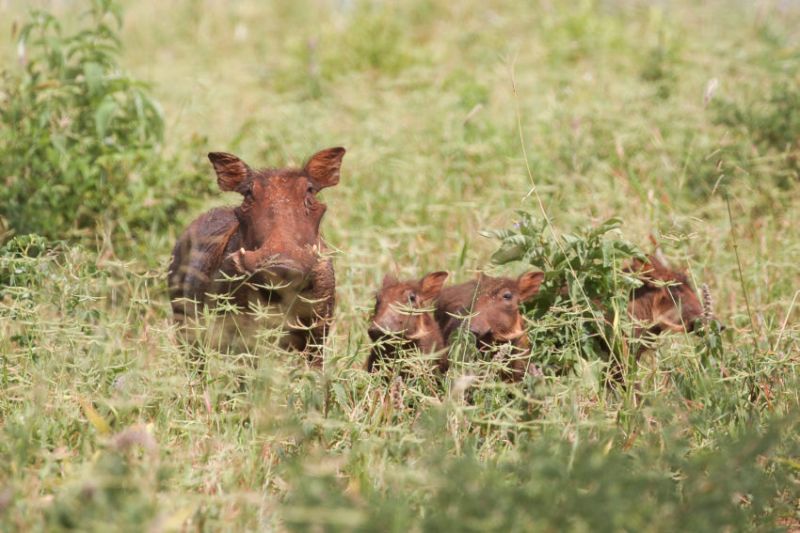 Que voir dans le Serengeti en Tanzanie?
