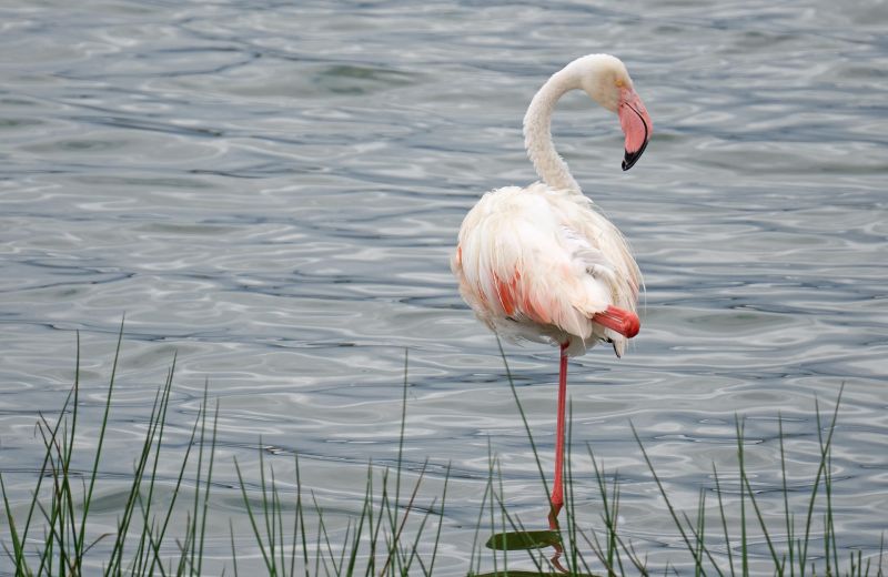 Pourquoi visiter le Lac Eyasi ?