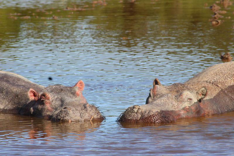 Le Parc National de Saadani
