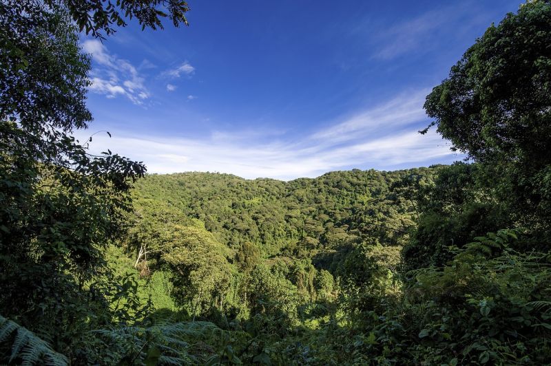Faire une randonnée en forêt dans le paradis des primates