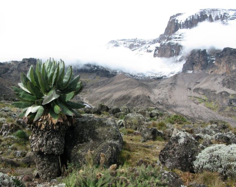 Préparation à l'ascension du Kilimanjaro