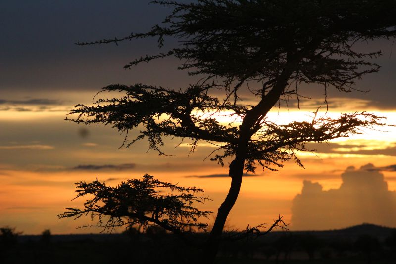 L’écotourisme dans le Parc national de Saadani