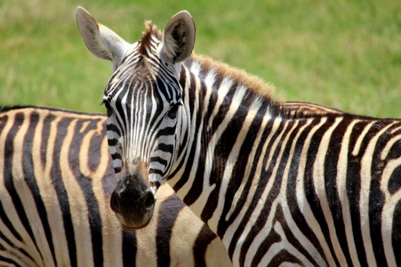 Où dormir à Amboseli au Kenya ?
