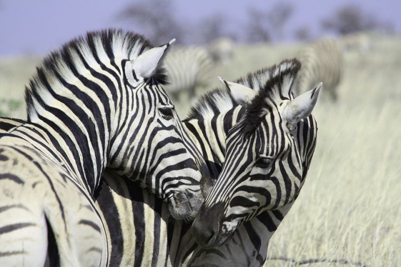 Des résultats encourageants pour l’Ol Pejeta Conservancy