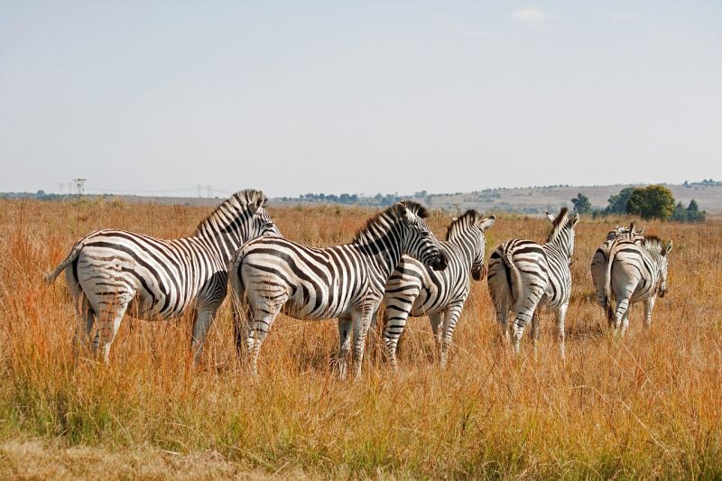 Comment se rendre à Ol Pejeta Conservancy ?
