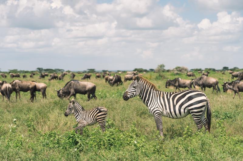 Le parc national de Nyerere