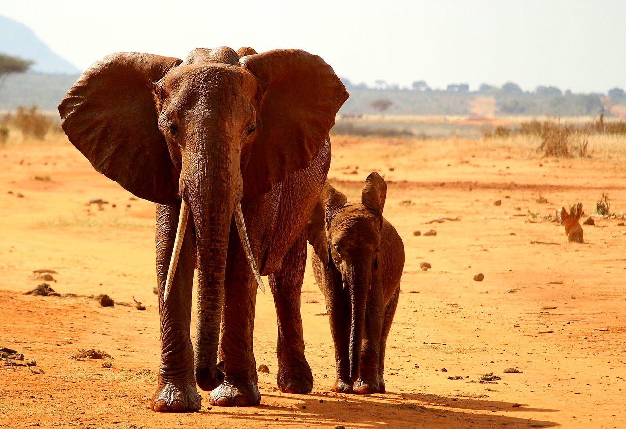 elephant-2241360_1280.jpg