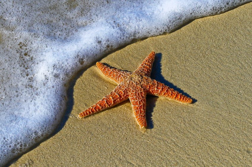 etoile-mer-zanzibar-que-faire-850x564.jpeg