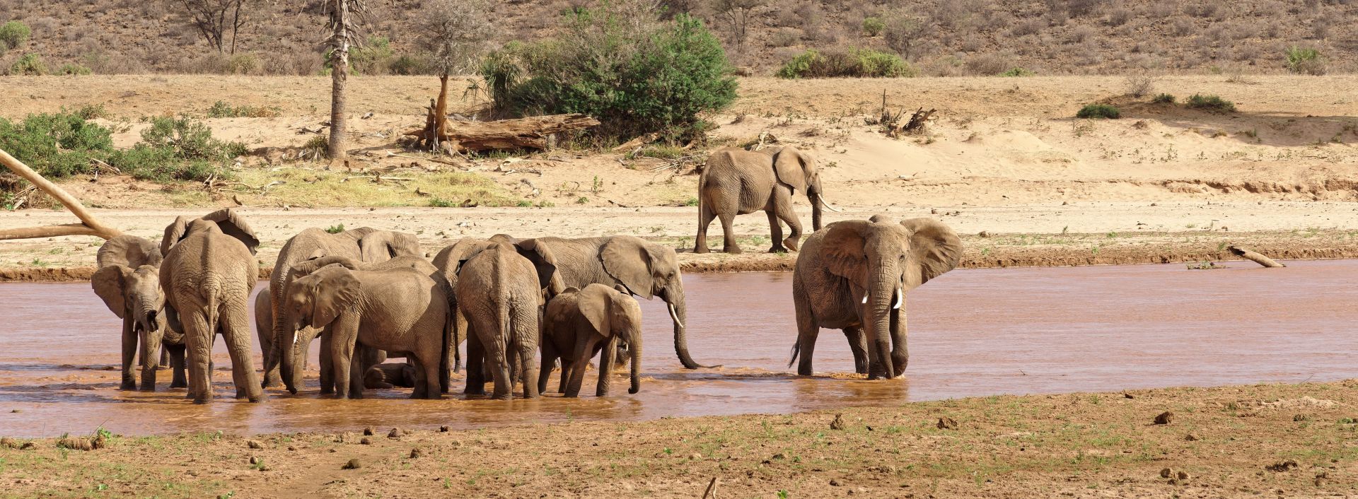 Safaris au Kenya