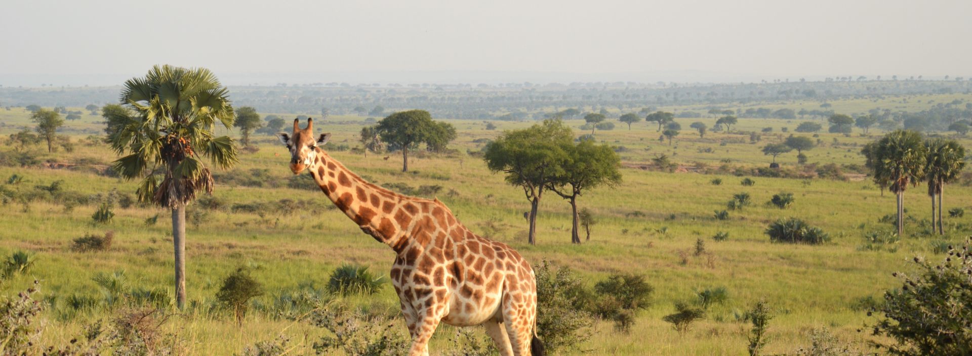 Safaris sur mesure en Ouganda