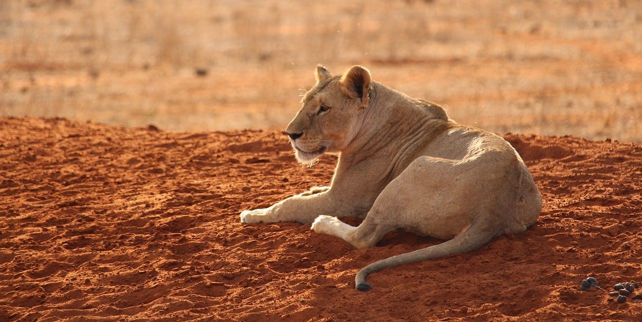 Nos incontournables au Kenya