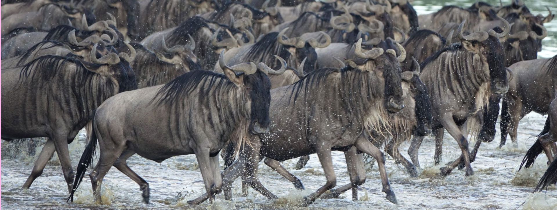 Conseils pratiques pour votre Safari en Tanzanie