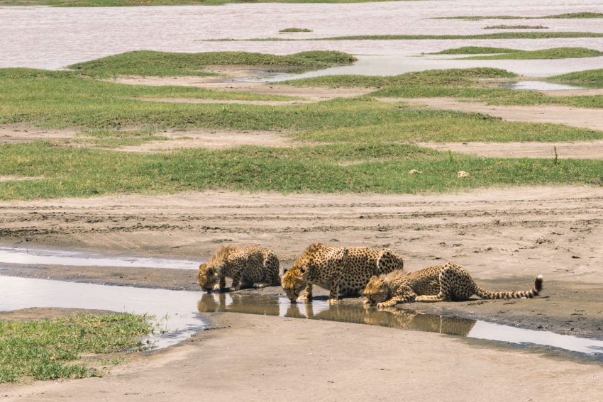 ndutu-guepard-safari-tanzanie-serengeti-850x567.jpg