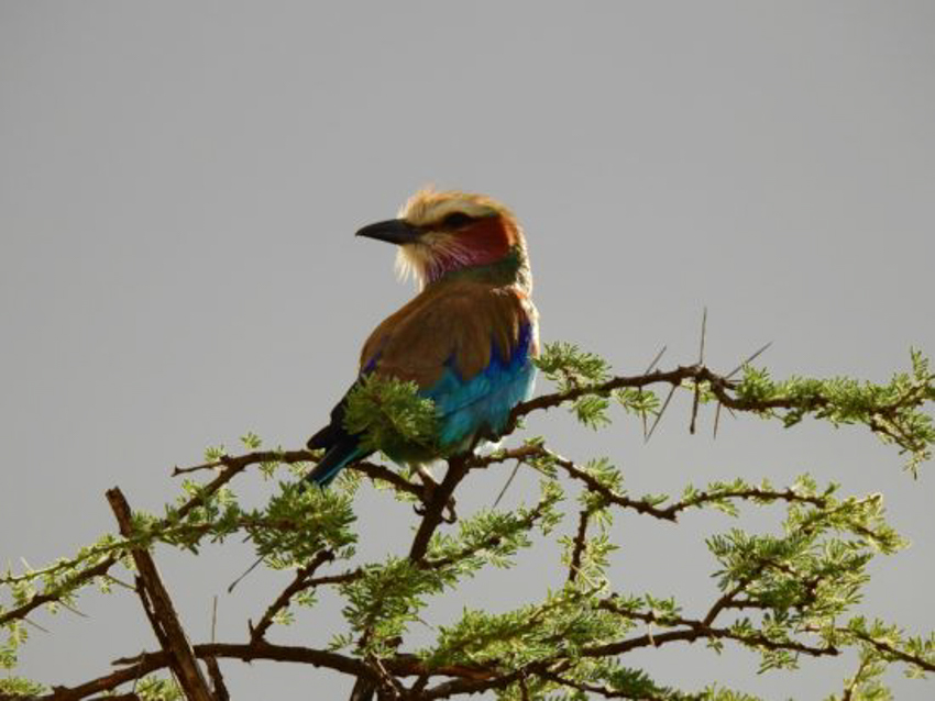 oiseaux-tanzanie0-550x413-2.jpg
