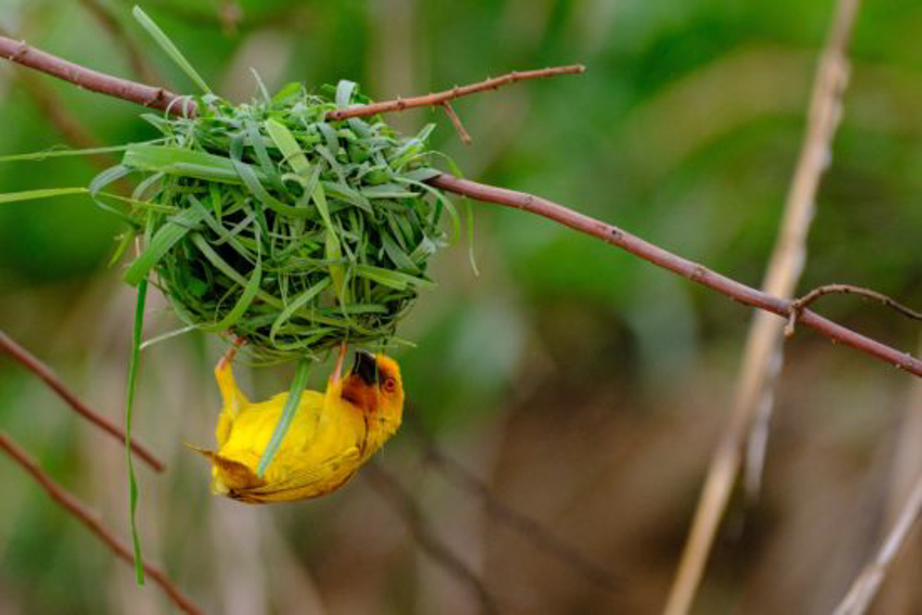 oiseaux-tanzanie10-550x367-7.jpg