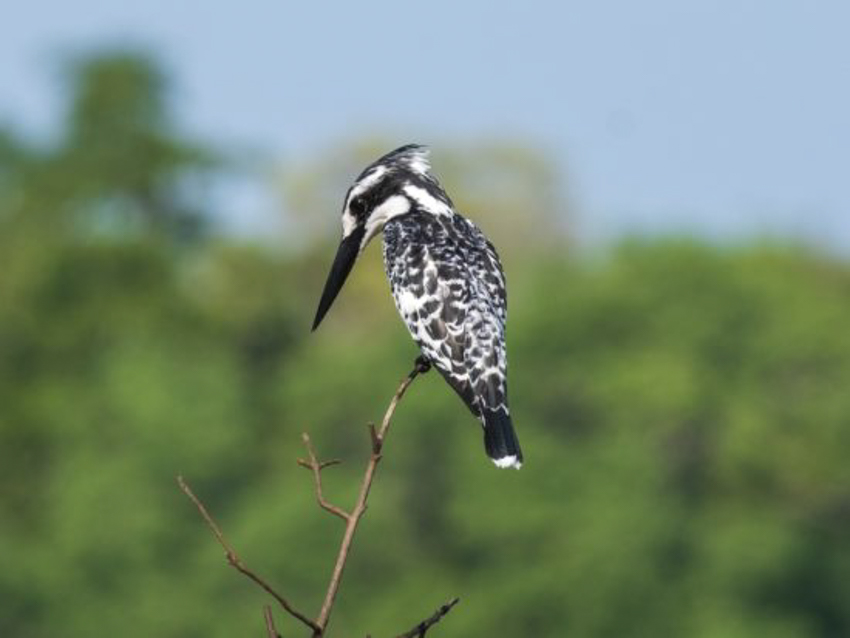 oiseaux-tanzanie11-550x413-8.jpg