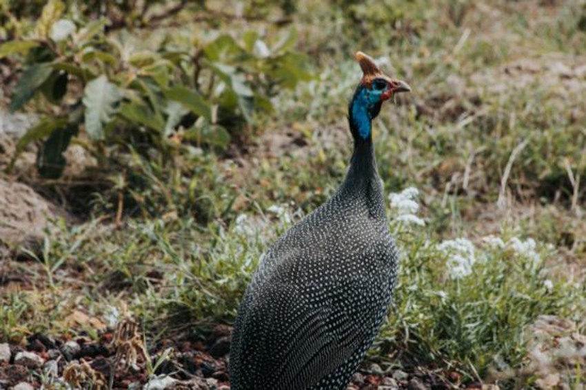 oiseaux-tanzanie12-550x367-12.jpg