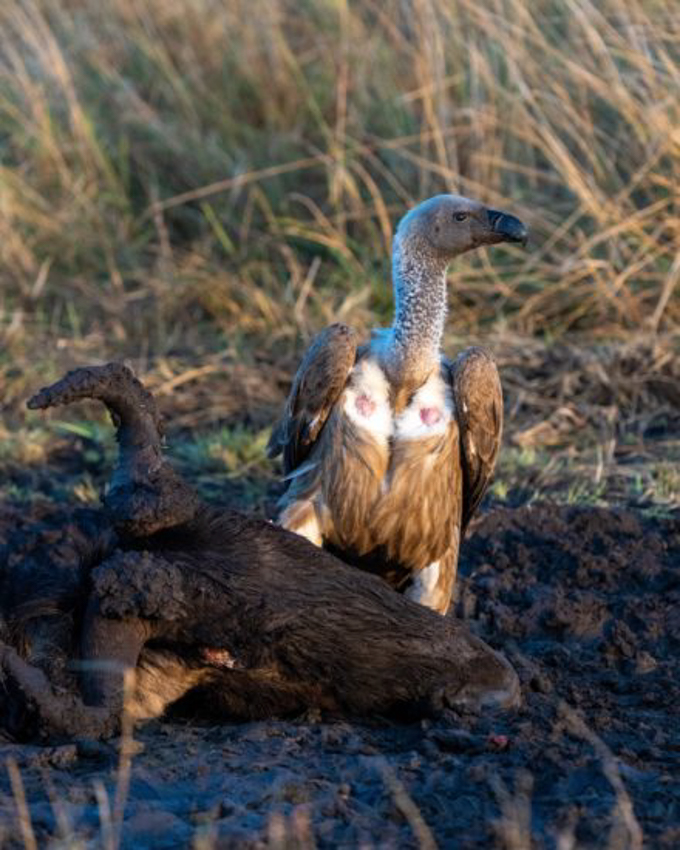 oiseaux-tanzanie2-440x550-9.jpg