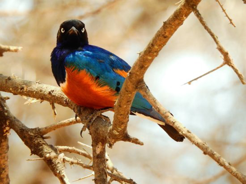 oiseaux-tanzanie5-550x413-4.jpg