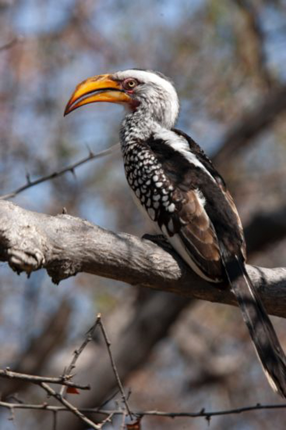 oiseaux-tanzanie6-367x550-6.jpg