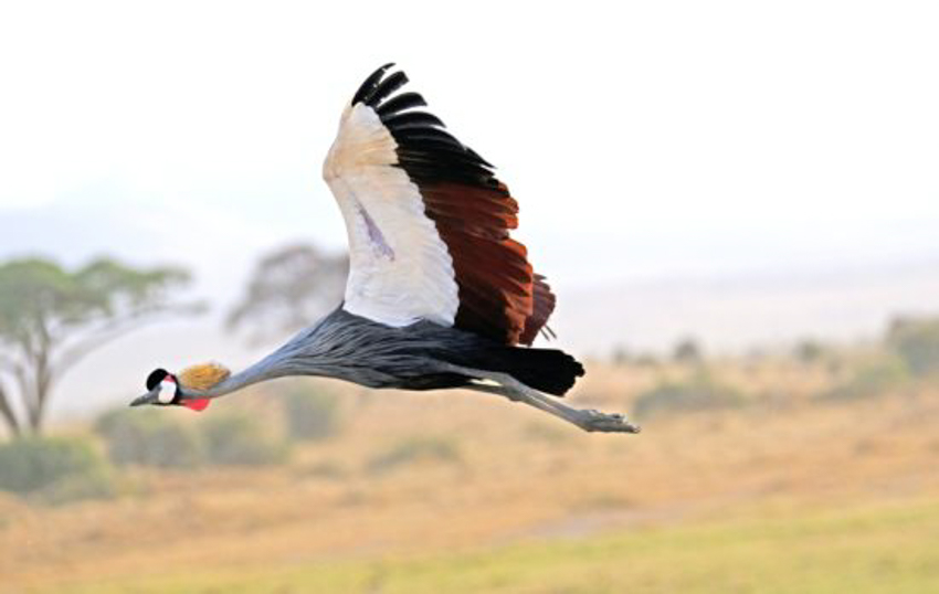 oiseaux-tanzanie8-550x348-5.jpg