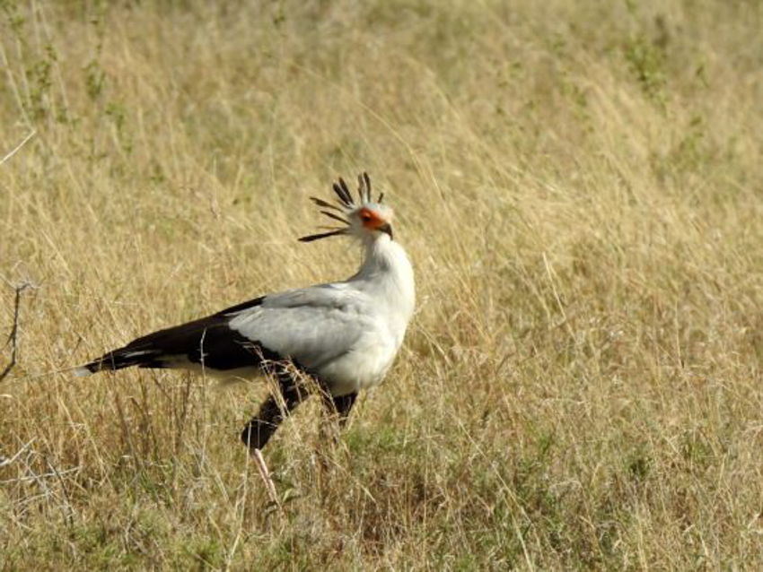oiseaux-tanzanie9-550x413-10.jpg